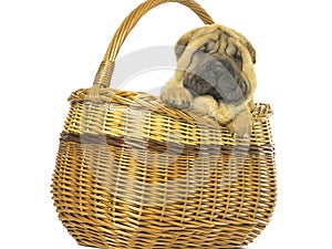 Brown and black dog cute puppies sitting in front basket hugging retriever isolated on white