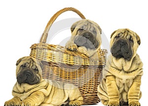 Brown and black dog cute puppies sitting in front basket hugging retriever isolated on white