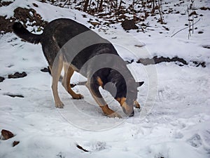 Brown and black dog is sniffing the ground covered in freshly fallen snow in a forested area.