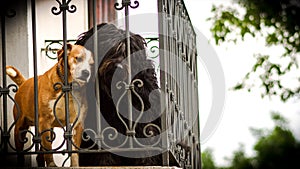 Brown and black dogn on the balcony photo