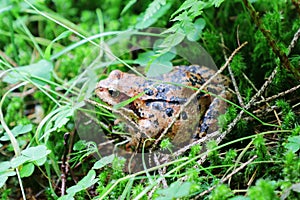 Brown and black European common toad