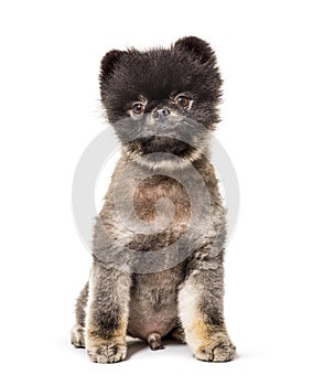 Brown and Black groomed Spitz stitting on a white background