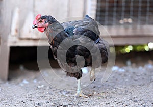 Brown Black hen Chicken on farm, shooting outdoors. Rustic theme.