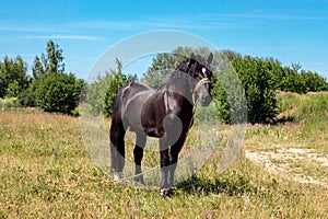 Brown and black horse standing on yellow and green grass background against the blue sky.