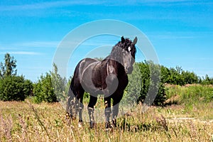 Brown and black horse standing on yellow and green grass background against the blue sky.