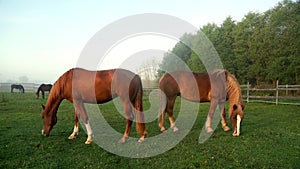 Brown and black horses grazing on green field at livestock farm. Horse ranch