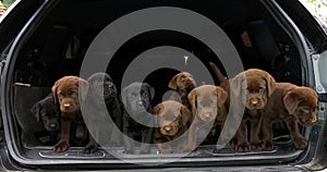 Brown and Black Labrador Retriever, Puppies in the Trunk of a Car, Normandy in France