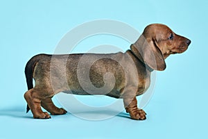 Brown and black little dachshund in front of blue background.