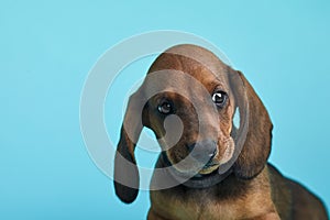 Brown and black little dachshund in front of blue background.