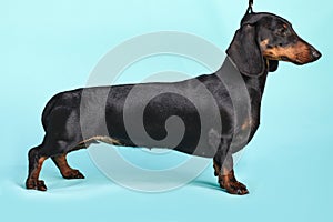 Brown and black little dachshund in front of blue background.