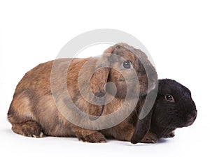 Brown and black lop eared rabbits