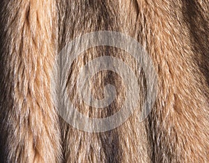 Brown and black natural fur background texture design, orange animal fell