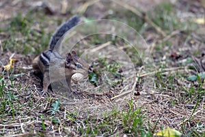 Brown and black squirrel standing on a green landscape with food in its mouth