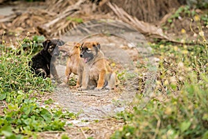 Brown and Black stray puppies Sitting on the ground