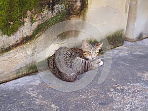 Brown black stripe pattern fur one eye kitten sleep beside moss growing wall