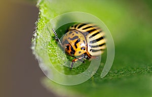 A brown and black striped bug is on a leaf