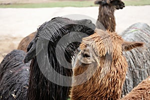 A brown and a black Suri Alpaca with others behind.