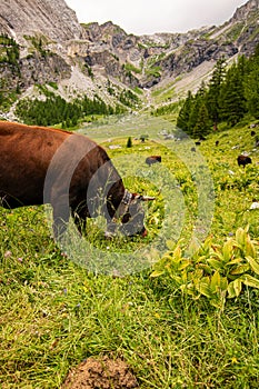 Brown and black swiss cows on mountain pasture in Switzerland