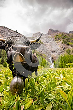 Brown and black swiss cows on mountain pasture in Switzerland