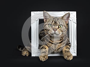 Brown and black tabby American Shorthair cat kitten lying through a white photo frame isolated on white background looking at came