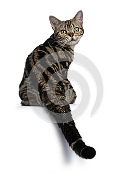 Brown and black tabby American Shorthair cat kitten sitting backwards looking over should at camera isolated on white background