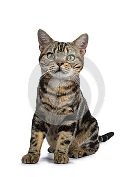 Brown and black tabby American Shorthair cat kitten sitting facing front isolated on white background looking beside camera