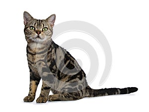Brown and black tabby American Shorthair cat kitten sitting side ways with straight long tail behind it on white background lookin