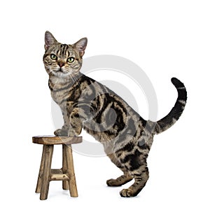 Brown and black tabby American Shorthair cat kitten standing side ways with front paws on little wooden stool looking at camera sh