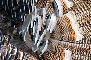 Brown and black turkey feathers close up