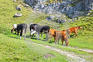 Brown and Black and white cows feeding in sunshine on track in yorkshire dales