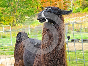 Brown with black and white head Llama