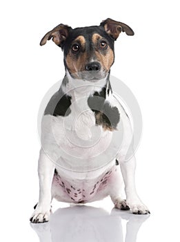 Brown, black and white Jack russell sitting (2 yea