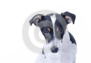 Brown, black and white Jack Russell Terrier posing in a studio, the dog looks straight into the camera, headshot