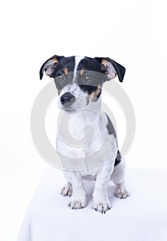 Brown, black and white Jack Russell Terrier posing in a studio, the dog looks straight into the camera, isolated on a