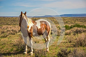 Brown Black And White `Painted` Wild Mustang In Sandwash Basin