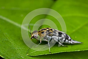 A brown, black and white tumbling flower beetle