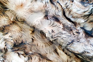 Brown and black wool texture background. Top view of natural fur.Texture of brown and black Fur coat, close up