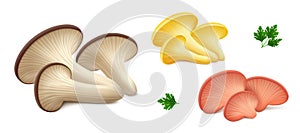 Brown - black, yellow and pink oyster mushrooms, parsley leaves isolated on white background