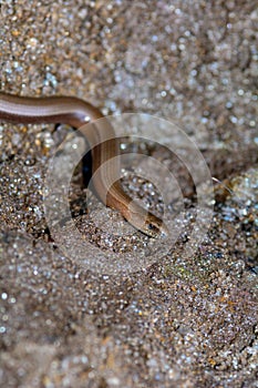 Part of a  blindworm  on earth