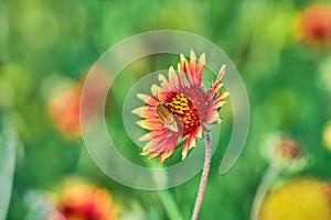 Brown Blister Beetle, Meloidae, Epicauta ochrea on Gaillardia pulchella Fire wheel flower Texas, USA