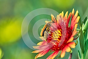 Brown Blister Beetle, Meloidae, Epicauta ochrea on Gaillardia pulchella Fire wheel flower Texas, USA