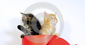 Brown Blotched Tabby and Cream Blotched Tabby Maine Coon Domestic Cat, Kitten standing in a box, Licking its Paw, against White Ba