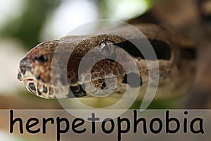 Brown boa constrictor, closeup. Herpetophobia concept