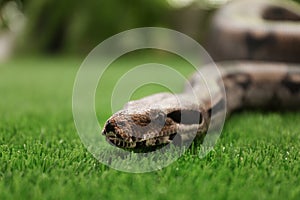 Brown boa constrictor on green grass