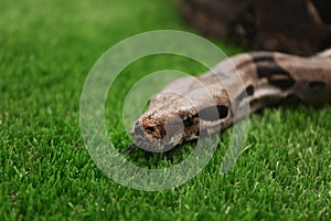 Brown boa constrictor on green grass