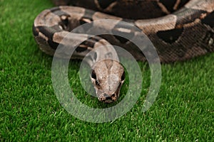 Brown boa constrictor on green grass