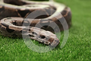 Brown boa constrictor on green grass