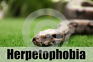 Brown boa constrictor on green grass. Herpetophobia concept