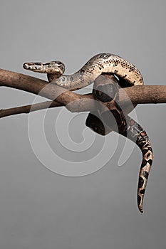 Brown boa constrictor on tree branch against background