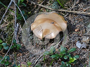 Brown bolete mushroo in the forest